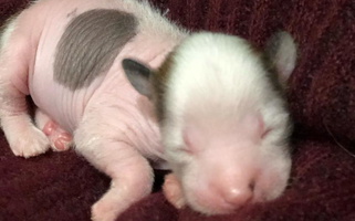 Pink And Slate Colored Ridgelake Ranch Chinese Cresteds Chinese Crested for Rockwall, TX