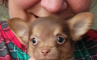 Chocolate Colored Baxters Chihuahuas Chinese Crested for Amity Gardens, PA