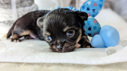 Black And Tan Colored Cute As A Cupcake Chihuahuas