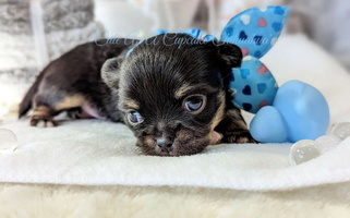 Black And Tan Colored Cute As A Cupcake Chihuahuas Chihuahua for Piqua, KS