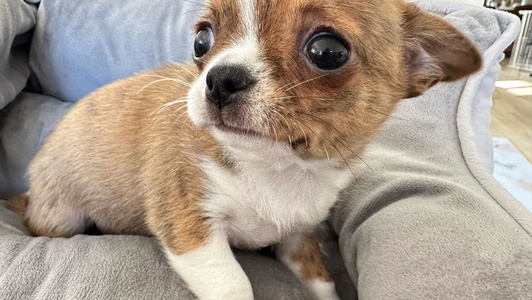 Chocolate brindled fawn Colored Dolce Chihuahuas