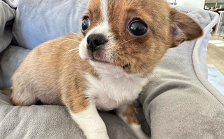 Chocolate brindled fawn Colored Dolce Chihuahuas Chihuahua for El Sobrante, CA