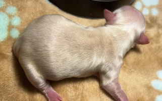 Cream Colored Bartelt Breeders Chihuahua for Sherwood, AR