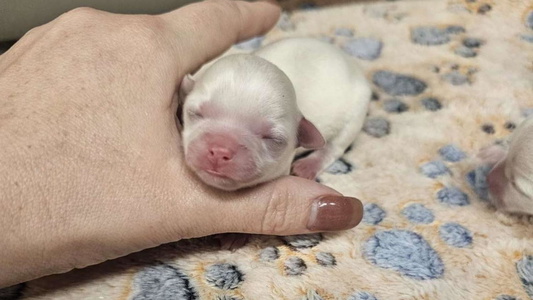 Cream Colored Cute Remarkable Yorkies and Fairy Tail Chihuahuas