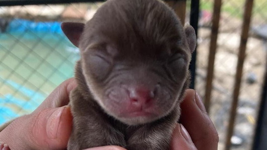 Chocolate and white Colored Southwest Virginia Chihuahua