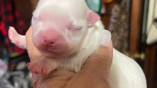 White Colored Anastasia’s Tiny Pupps