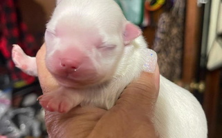 White Colored Anastasia’s Tiny Pupps Chihuahua for Beaumont, TX