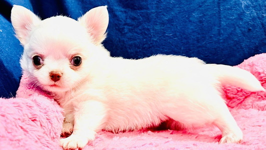 Cream and white Colored Doubletake Chihuahuas