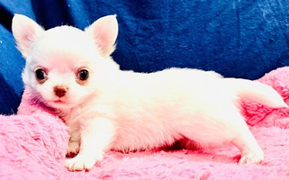 Cream and white Colored Doubletake Chihuahuas Chihuahua for Corpus Christi, TX