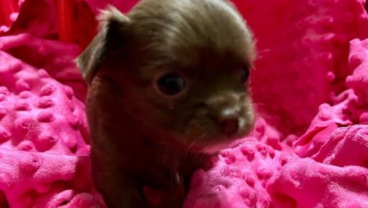 Chocolate and white Colored Savvy Chihuahuas of Oklahoma