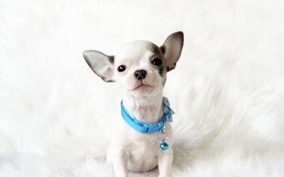 Blue and white Colored Honey Bee Chihuahua’s Chihuahua for Sacramento, CA