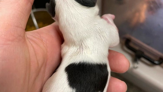 Black and white Colored Cute Chantilly chihuahuas