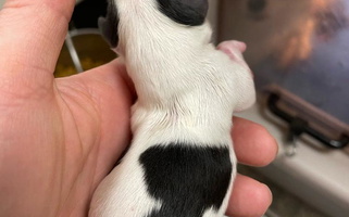 Black and white Colored Cute Chantilly chihuahuas Chihuahua for Westbury, NY