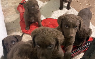 Brown Ball Bluff Kennels Chesapeake Bay Retriever for Jackson, MN