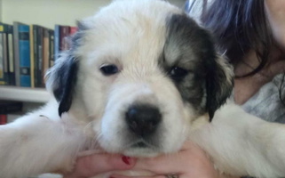 White and Black Colored Spinaz de Can Central Asian Shepherd for Staunton, VA