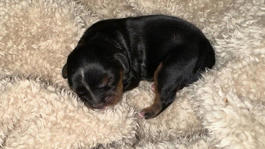 Black and tan Colored Kings Cross Cavaliers