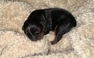 Black and tan Colored Kings Cross Cavaliers Cavalier King Charles Spaniel for Corpus Christi, TX