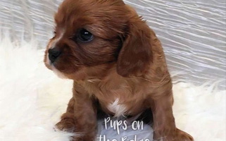 Ruby Colored Pups on the Ridge Cavalier King Charles Spaniel for Neosho, MO