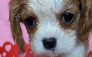 Blenheim Colored Cavaliers of the County Macon Cavalier King Charles Spaniel for Franklin, NC