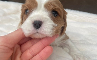 Blenheim Colored Rocky Top Cavapoos Cavalier King Charles Spaniel for Knoxville, TN