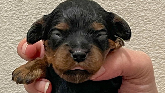 Black and tan Colored Regal Cavaliers