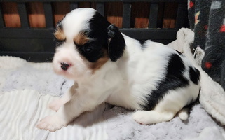 Tri-colored Love Bug Cavaliers Cavalier King Charles Spaniel for Stillwater, OK