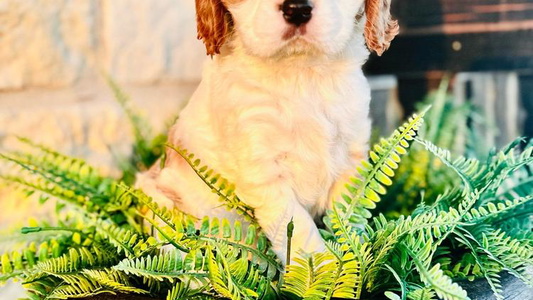 Blenheim Colored Longhorn Cavaliers