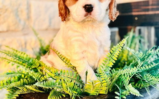 Blenheim Colored Longhorn Cavaliers Cavalier King Charles Spaniel for El Campo, TX