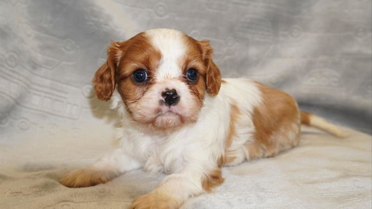 Blenheim Colored Cywood's ohio cavaliers