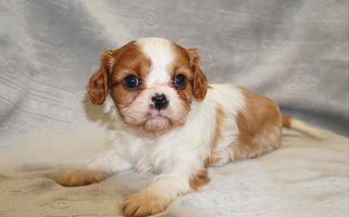 Blenheim Colored Cywood's ohio cavaliers Cavalier King Charles Spaniel for Pleasant City, OH