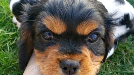 Black and Tan Colored Phoenix Cavaliers King Charles Spaniels