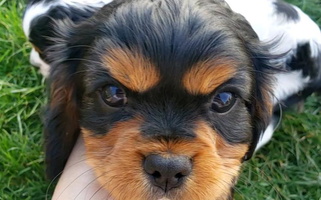 Black and Tan Colored Phoenix Cavaliers King Charles Spaniels Cavalier King Charles Spaniel for Phoenix, AZ