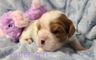 Blenheim Colored Lily of the Valley Cavaliers Cavalier King Charles Spaniel for Wardville, OK