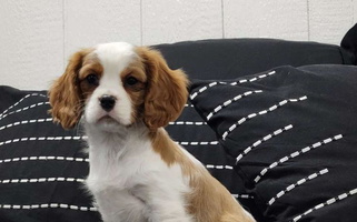 Blenheim Colored King of the Hill Cavaliers Cavalier King Charles Spaniel for Binger, OK