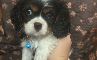 Tri-colorrd Royal Quin Cavaliers Cavalier King Charles Spaniel for Louisville, KY