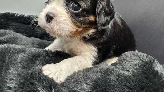 Tri Colored Cute Skais the Limit Cavaliers