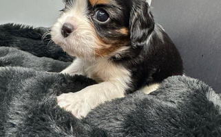 Tri Colored Cute Skais the Limit Cavaliers Cavalier King Charles Spaniel for Rockville, MD