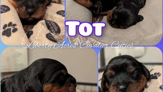 Black and tan Colored Liberty Acres' Cavaliers