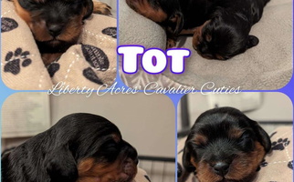 Black and tan Colored Liberty Acres' Cavaliers Cavalier King Charles Spaniel for Oppelo, AR