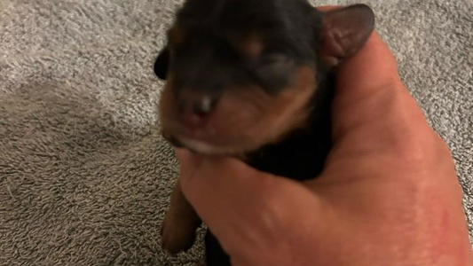 Black and Tan Colored Cavaliers of Avalon