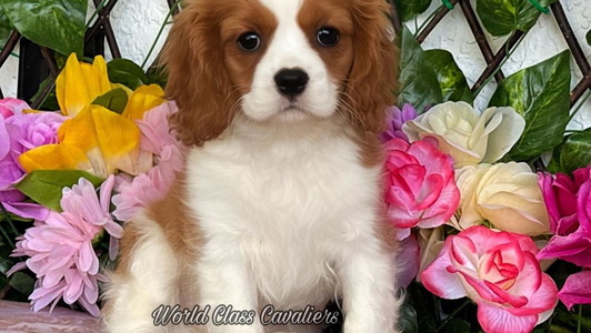 Blenheim Colored World Class Cavaliers