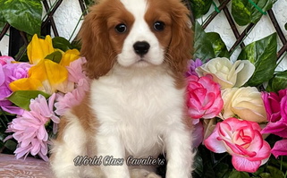 Blenheim Colored World Class Cavaliers Cavalier King Charles Spaniel for Hollywood, FL