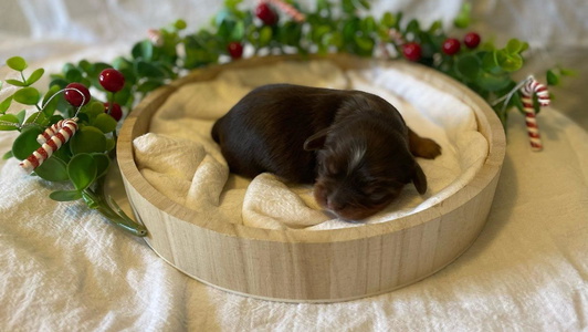 Chocolate Colored Miller's Cavaliers