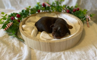 Chocolate Colored Miller's Cavaliers Cavalier King Charles Spaniel for Texarkana, AR