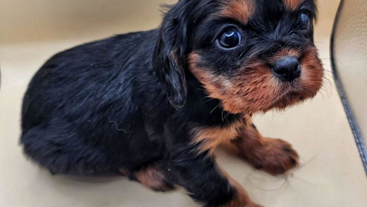 Black and Tan Colored Breezy Valley Siberians