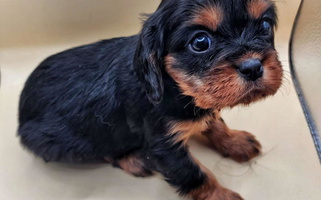 Black and Tan Colored Breezy Valley Siberians Cavalier King Charles Spaniel for Barrville, PA