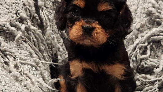 Black and Tan Colored Wisconsin Cavaliers