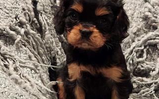 Black and Tan Colored Wisconsin Cavaliers Cavalier King Charles Spaniel for Hancock, WI