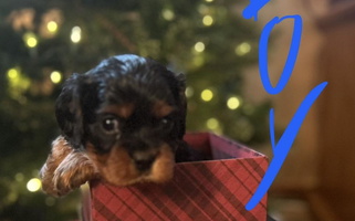 Black and Tan Colored Killian's Kennels LLC Cavalier King Charles Spaniel for Oliver, WI