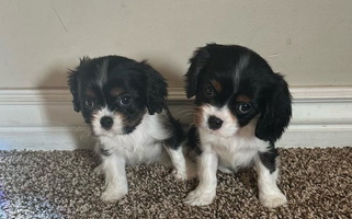 Tri-colored Mike and Brandice Brown Performance Animals Cavalier King Charles Spaniel for Honeyville, UT